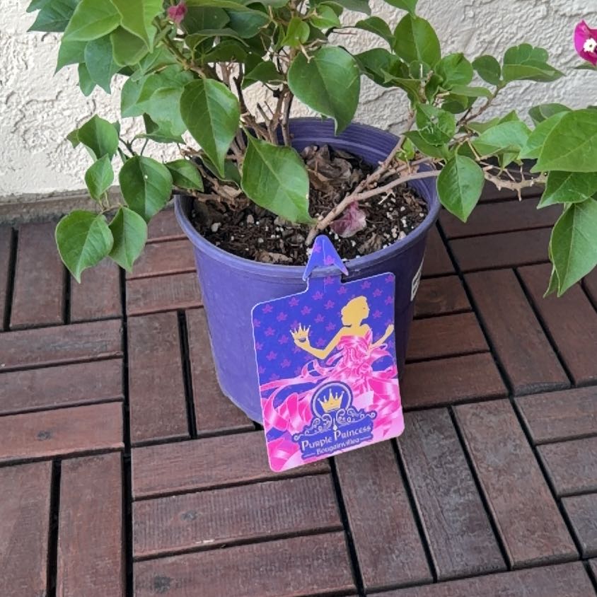Photo of the plant species Lesser Bougainvillea by @KeyRedlion39 named Fernie Mac on Greg, the plant care app