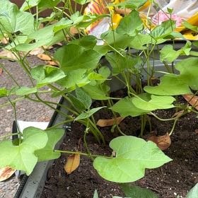 Photo of the plant species Common Bean by @NobleCucumber51 named Sigmund on Greg, the plant care app