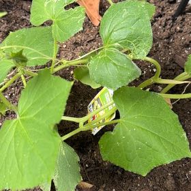 Photo of the plant species Cucumber by @NobleCucumber51 named Ronaldo on Greg, the plant care app