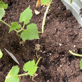 Photo of the plant species Cucumber by @NobleCucumber51 named Muhammad Ali on Greg, the plant care app