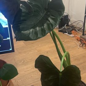 Photo of the plant species New Guinea Shield by @GlossySquash10 named Shakira on Greg, the plant care app