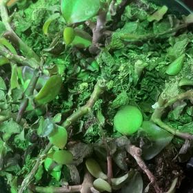 Photo of the plant species Acorn Peperomia by @MaestroBookaloe named Miley on Greg, the plant care app