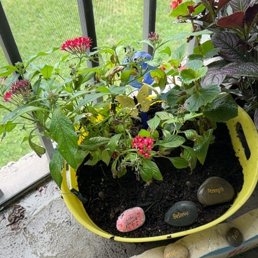 Photo of the plant species Egyptian Starcluster by @PetRoselle70 named Star on Greg, the plant care app