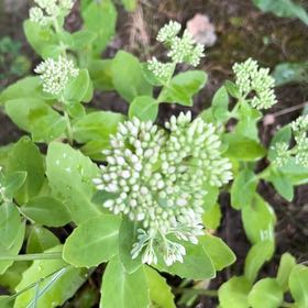 Photo of the plant species Witch's Moneybags by @FreeCashew94 named Bella on Greg, the plant care app