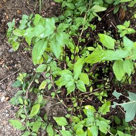 Photo of the plant species Japanese Honeysuckle by @FreeCashew94 named Winston on Greg, the plant care app