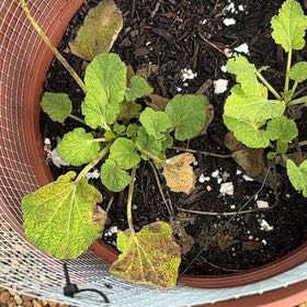 Photo of the plant species Summer Squash by @SeasonedGrass24 named Elle on Greg, the plant care app