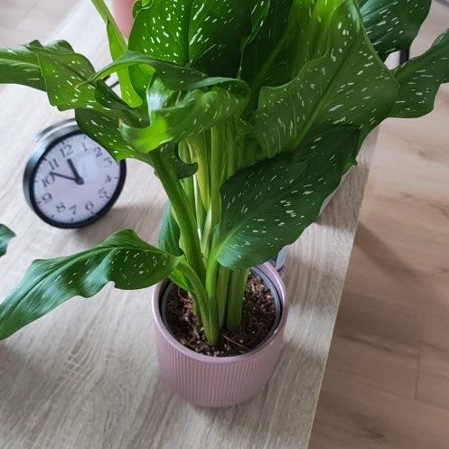 Photo of the plant species Spotted Calla Lily by @TopPomelo52 named Plato on Greg, the plant care app