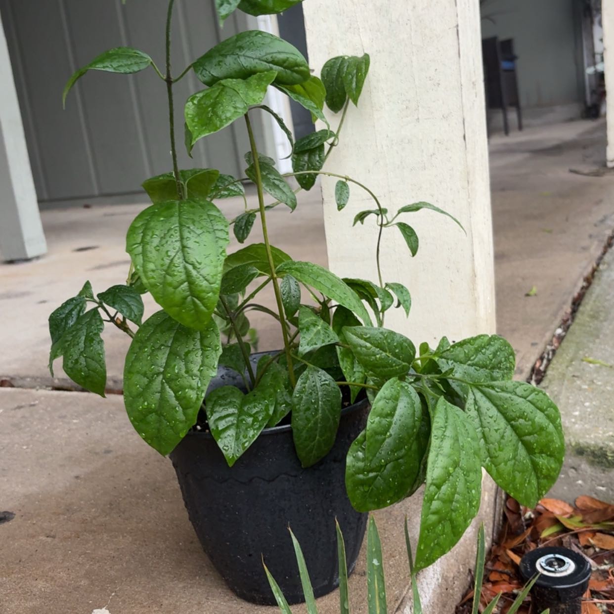 Photo of the plant species Bleeding Heart Vine by @NewHoyalisa54 named Denali on Greg, the plant care app
