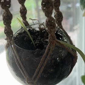 Photo of the plant species Hawaiian Spider Plant by @Ibelieve named da Vinci on Greg, the plant care app
