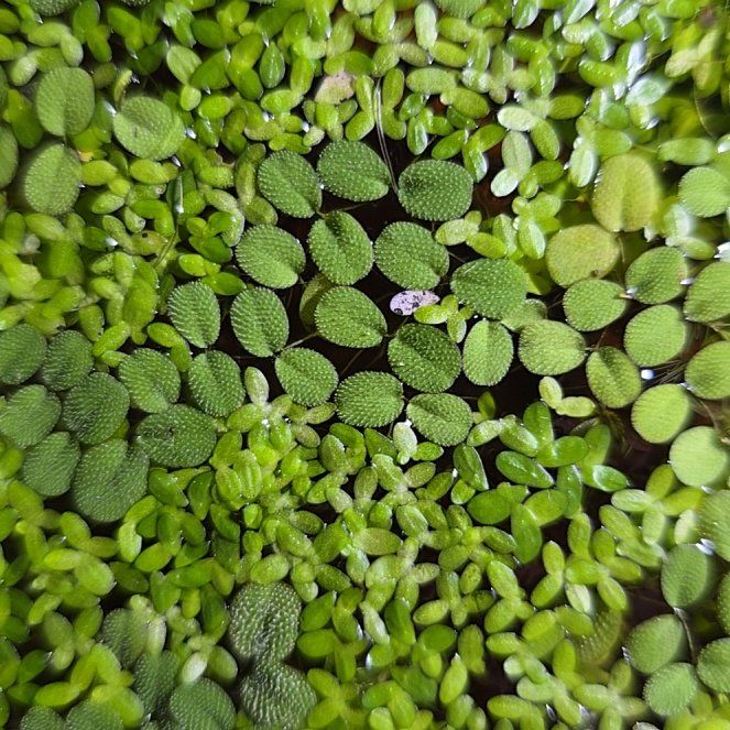 Photo of the plant species Water Spangles by @InerrantRedwood named Rainier on Greg, the plant care app