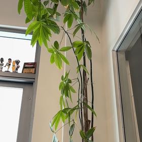 Photo of the plant species Bluecrown Passionflower by @KookyApricot56 named Terra on Greg, the plant care app