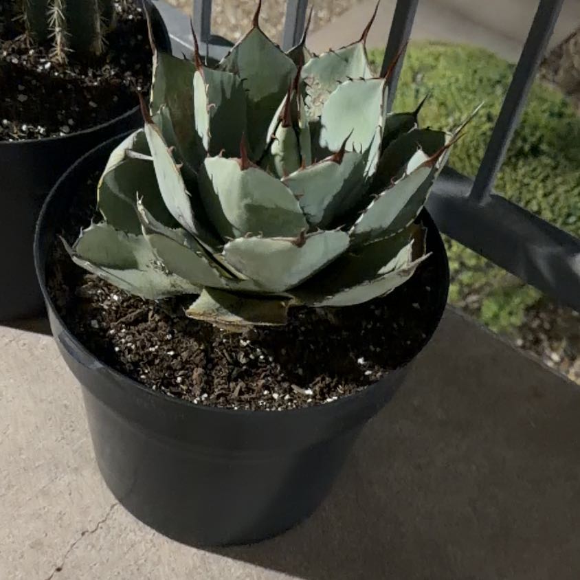 Photo of the plant species Agave Parryi by @GoodKonjac61 named Oscar on Greg, the plant care app