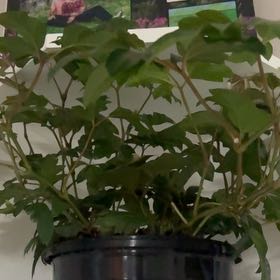 Photo of the plant species Grape Ivy by @AdeptOrchids73 named Elle on Greg, the plant care app