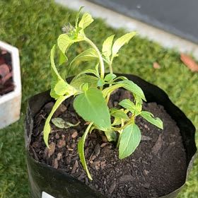 Photo of the plant species Holy Basil (Tulsi) by @AdeptOrchids73 named Hamilton on Greg, the plant care app