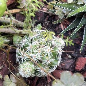 Photo of the plant species Rhinoceros Cactus by @AdeptOrchids73 named Beckham on Greg, the plant care app