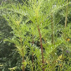 Photo of the plant species Dog Fennel by @TryGreen11 named Remington on Greg, the plant care app