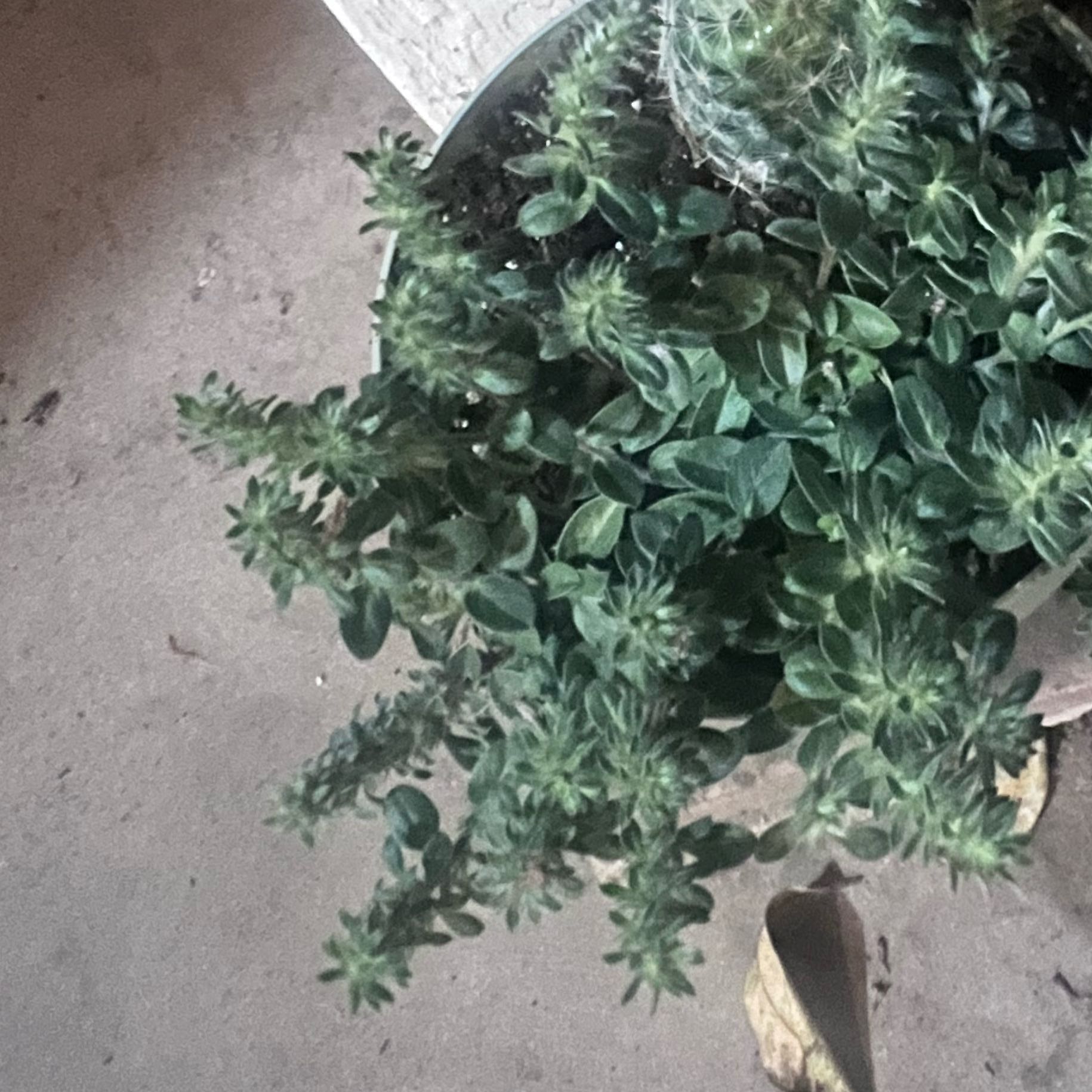 Photo of the plant species Blue Daze by @ExactMiro85 named BlueDaze on Greg, the plant care app