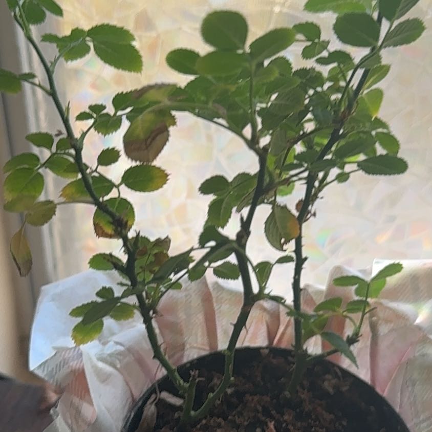 Photo of the plant species Multiflora Rose by @FamousMyagrum44 named Lebron on Greg, the plant care app