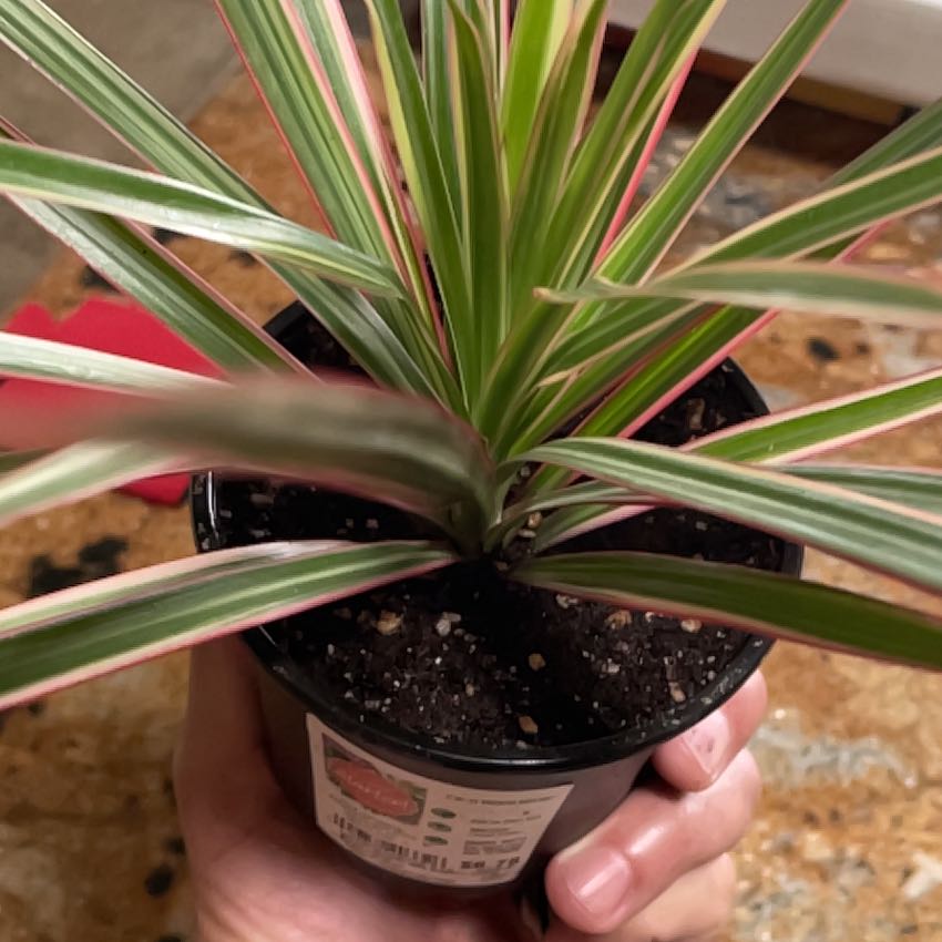 Photo of the plant species Dragon Tree by Julio named Emerson on Greg, the plant care app