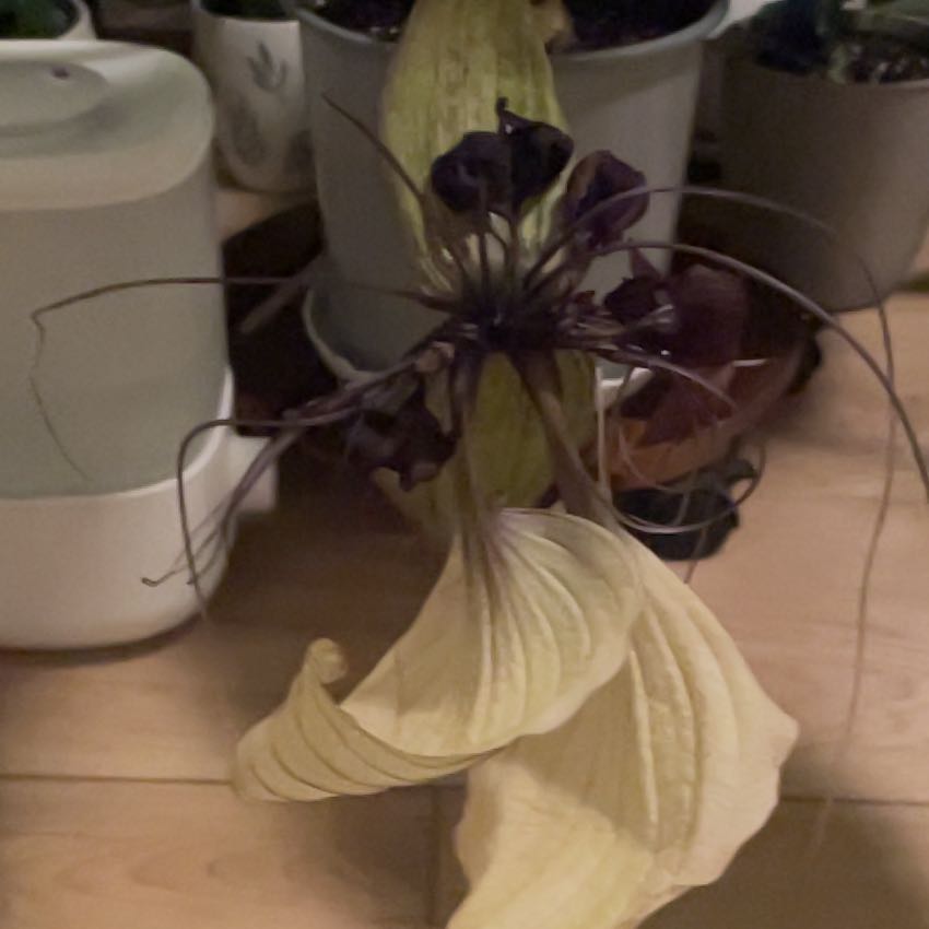 Photo of the plant species White Bat Flower by Julio named Tupot amaroot on Greg, the plant care app