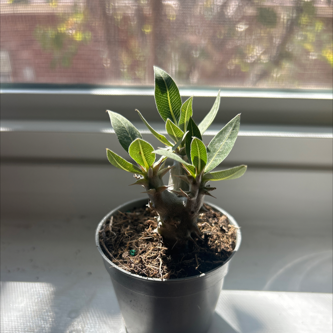 Photo of the plant species Kudu Lily by @SnappyMachofern named Lily on Greg, the plant care app