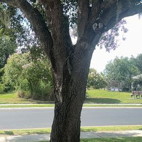 Photo of the plant species Southern Live Oak by @DiverseMaypop35 named Robert Plant on Greg, the plant care app