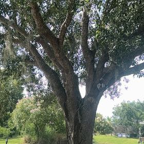 Photo of the plant species Southern Live Oak by @DiverseMaypop35 named Sonora on Greg, the plant care app