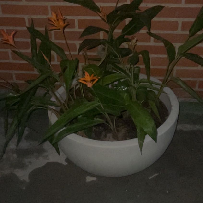 Photo of the plant species Parrot's Plantain by @CleanFuscia87 named Xena on Greg, the plant care app