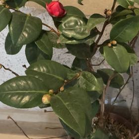 Photo of the plant species Camellia by @ProudHedera26 named Camelia on Greg, the plant care app