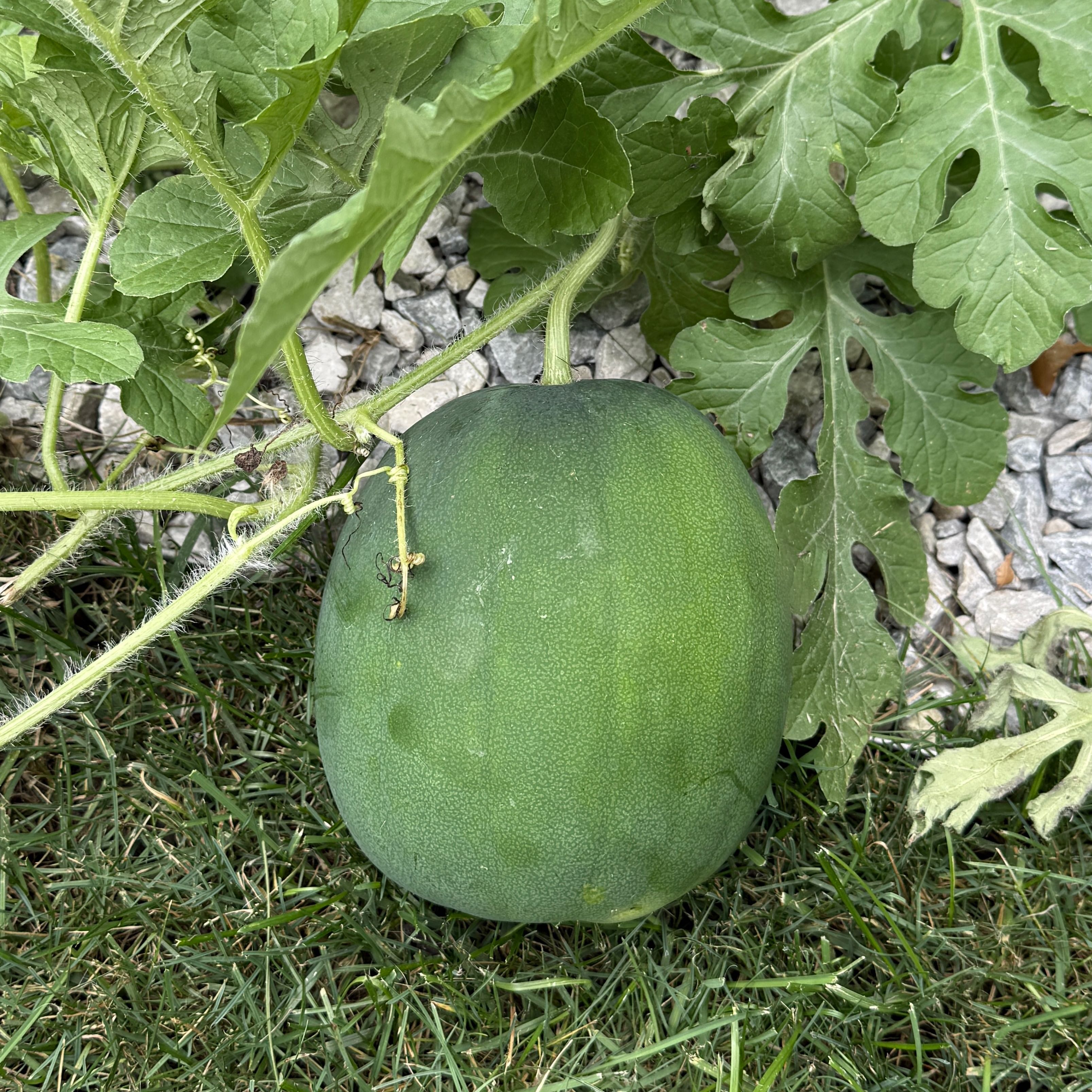 Photo of the plant species Watermelon by @VenerableTaro13 named Rainier on Greg, the plant care app