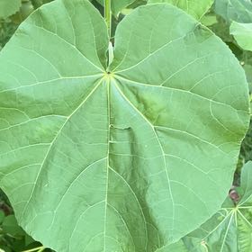 Photo of the plant species Buttonweed by Jennifer named Kendall on Greg, the plant care app