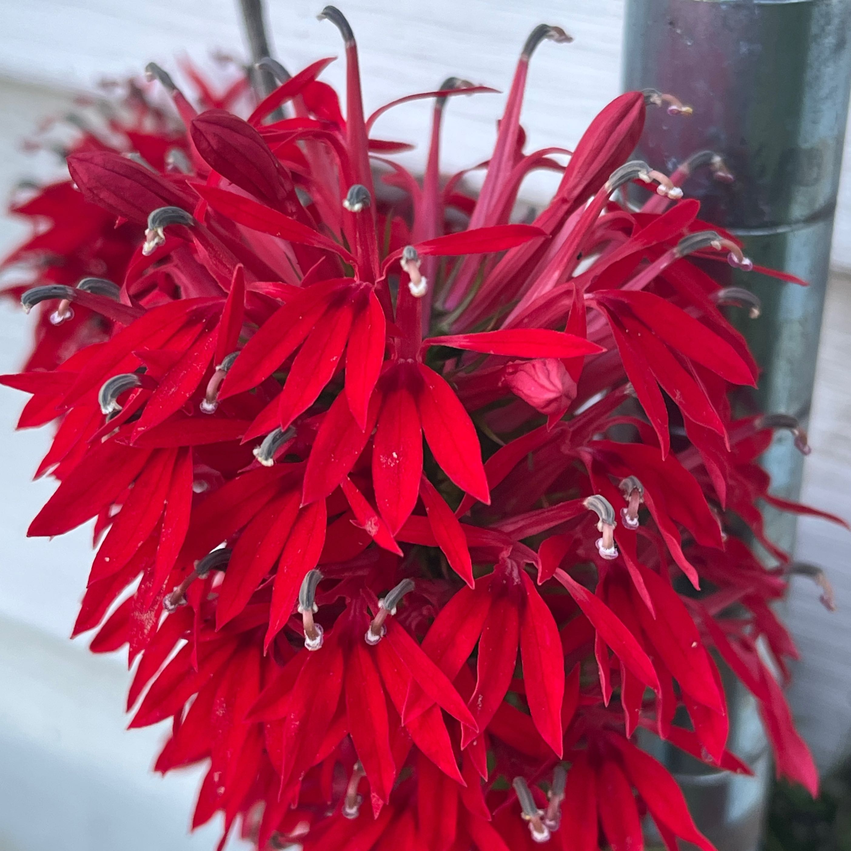 Photo of the plant species Cardinal Flower by Jennifer named da Vinci on Greg, the plant care app