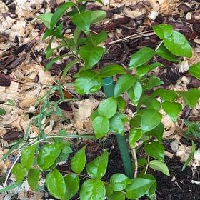 Photo of the plant species Surinam Cherry by @SwiftMarimo52 named Willow on Greg, the plant care app