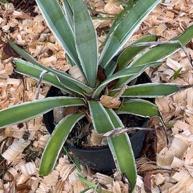 Photo of the plant species Caribbean Agave by @SwiftMarimo52 named Maya on Greg, the plant care app