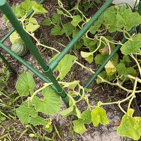Photo of the plant species Cantaloupe by @SwiftMarimo52 named Navajo on Greg, the plant care app