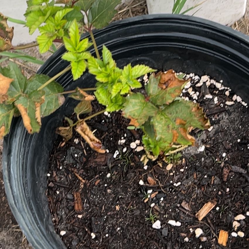 Photo of the plant species Blackberry by @SwiftMarimo52 named Sigmund on Greg, the plant care app