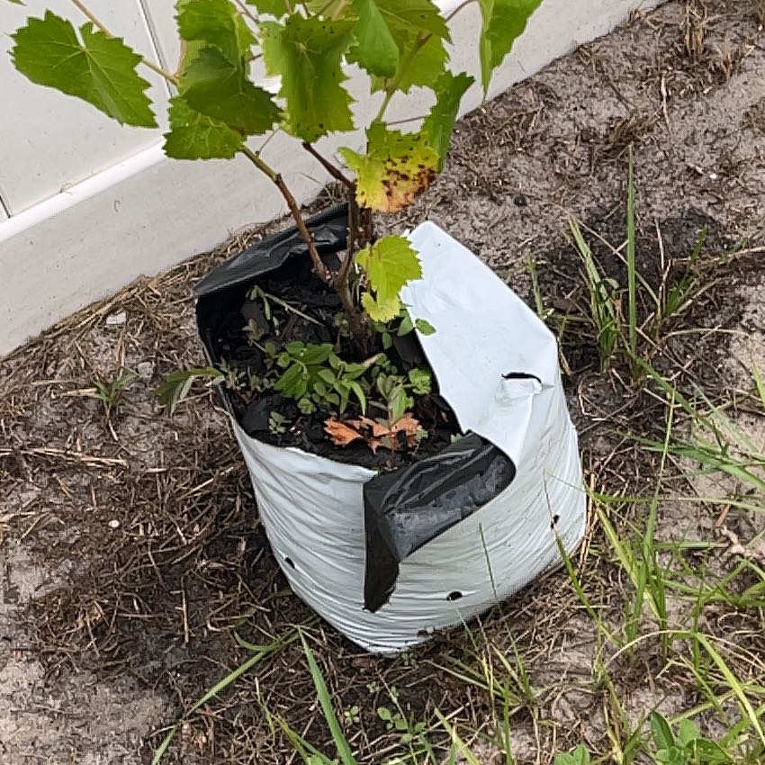 Photo of the plant species Wine Grape by @SwiftMarimo52 named Mando on Greg, the plant care app