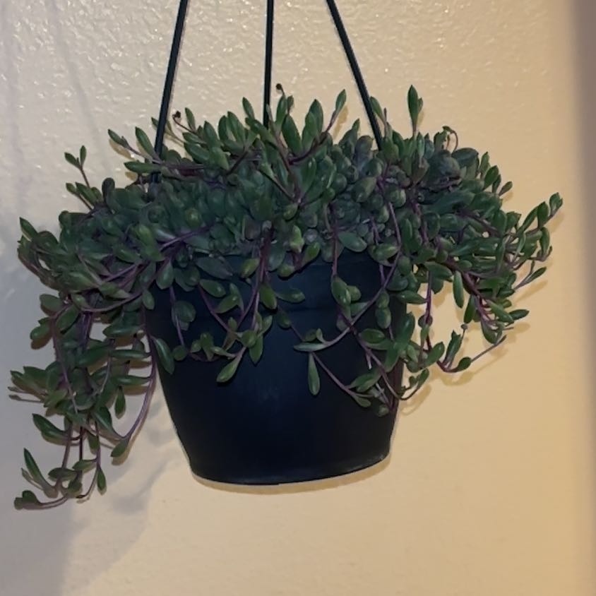 Photo of the plant species ruby necklace by @VipTipa53 named Rubyyyyy ❤️ on Greg, the plant care app