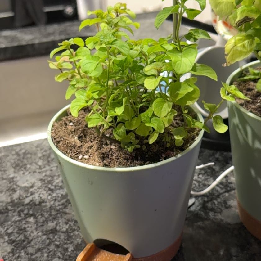 Photo of the plant species Orange Mint by @HipCebenese20 named Tupot amaroot on Greg, the plant care app