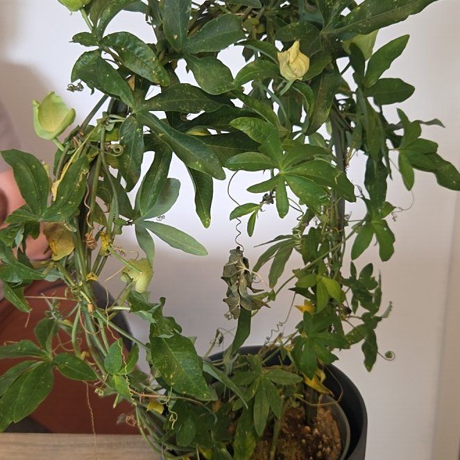 Photo of the plant species Bluecrown Passionflower by @ZarfPignut96 named Sonora on Greg, the plant care app
