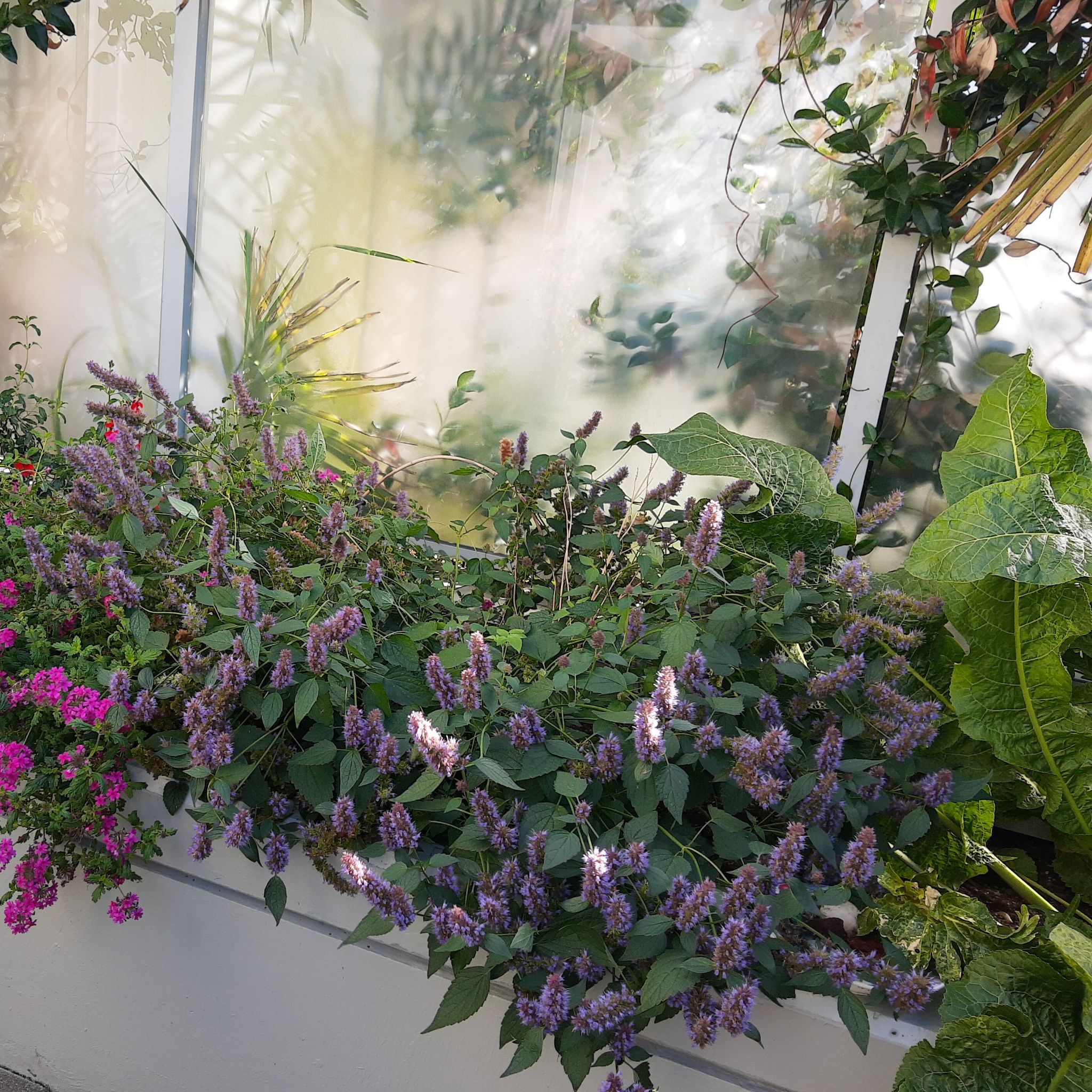 Flowering Anise-Hyssop plant in a well-maintained plant bed with purple flowers.