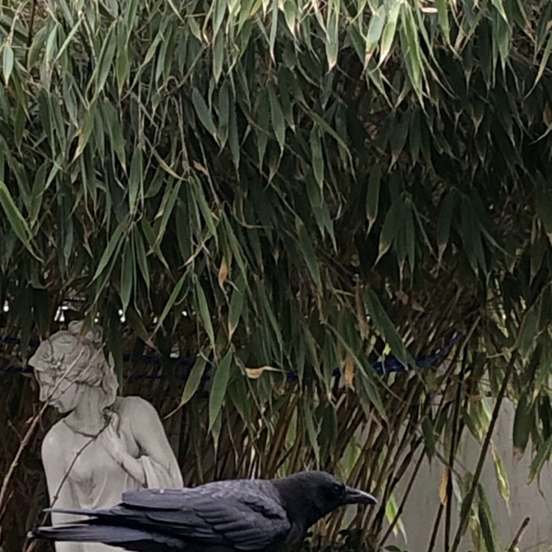 Photo of the plant species Umbrella Bamboo by @CorvidFan named Baby Corvidfan on Greg, the plant care app