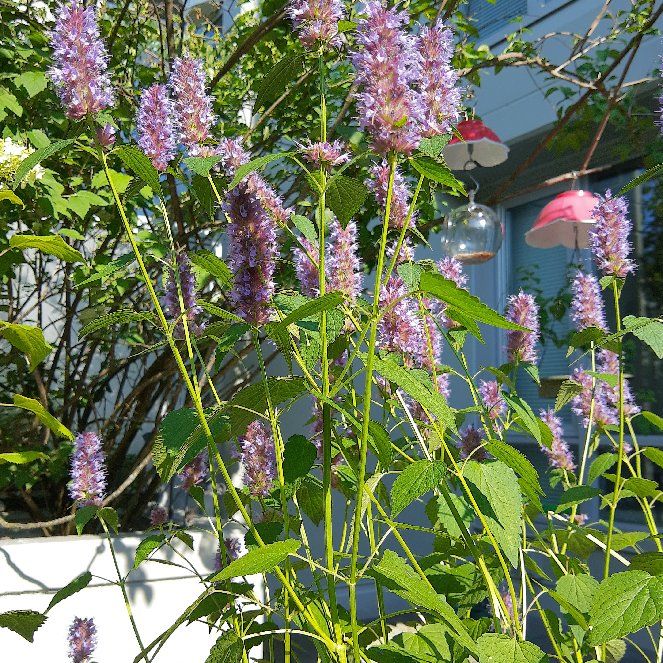 GA's younger taller twin sister Joan