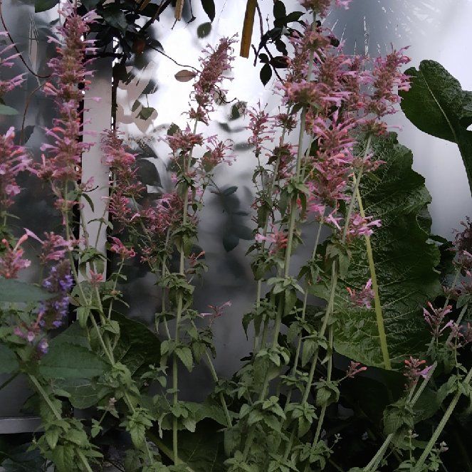 Photo of the plant species Hummingbird Mint by @CorvidFan named Agastache Sunrise Salmon Pink on Greg, the plant care app