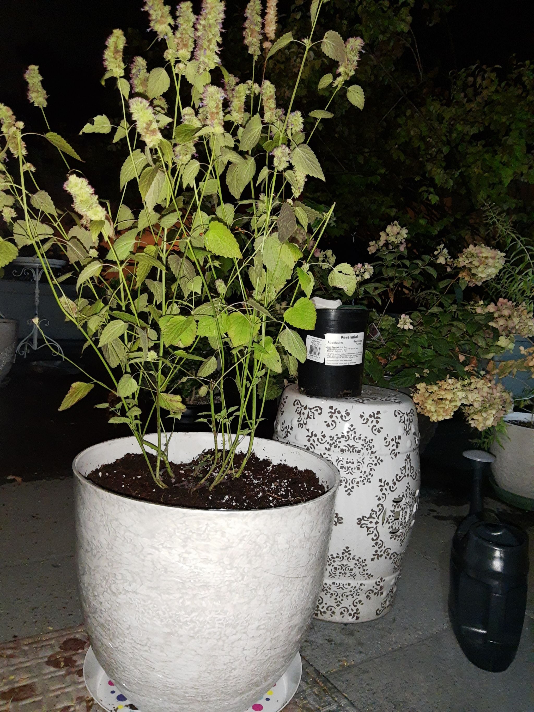 🌅 Agastache 'Sunset' Not an Annual