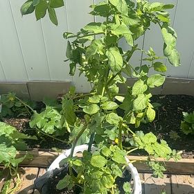 Photo of the plant species Potato by @WarmTricolor50 named Potatoes on Greg, the plant care app