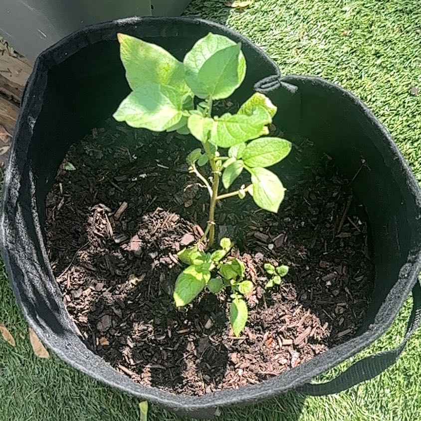Photo of the plant species Potato by @WarmTricolor50 named Gobi on Greg, the plant care app