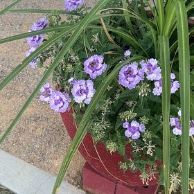 Photo of the plant species Purple Lantana by @AceLilacmist76 named Rainier on Greg, the plant care app