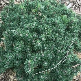 Photo of the plant species American Common Juniper by @AceLilacmist76 named Ulysses S Plant on Greg, the plant care app