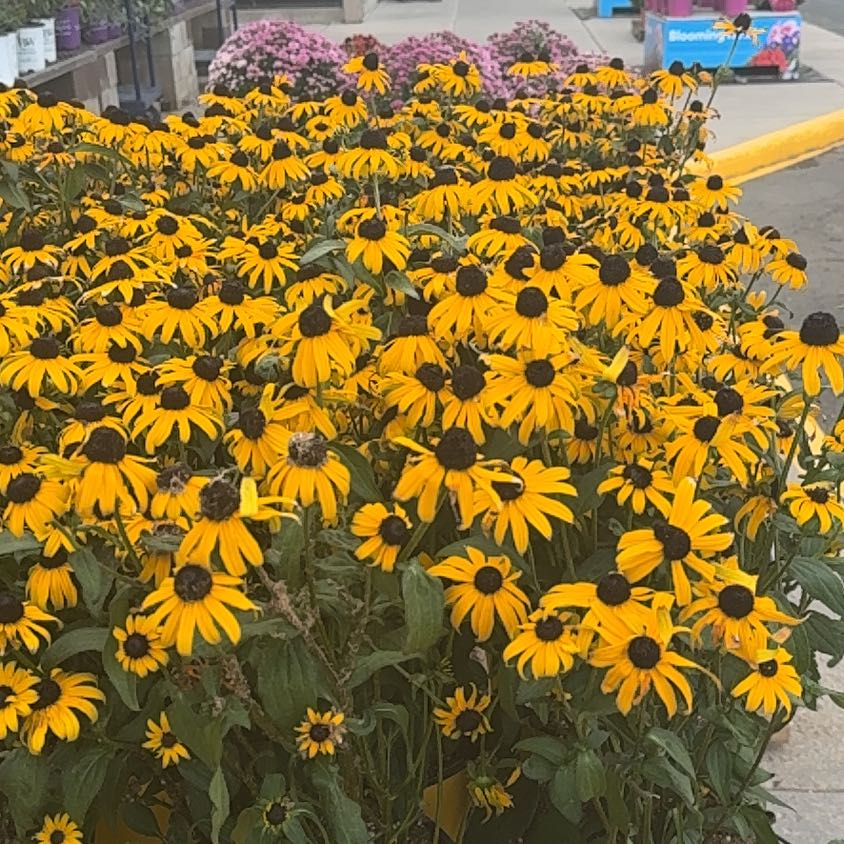 Photo of the plant species Blackeyed Susan by @AceLilacmist76 named Naomi on Greg, the plant care app